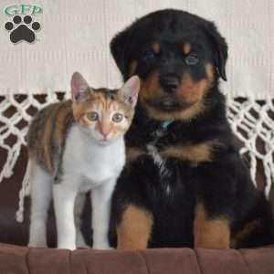 Ajax, Rottweiler Mix Puppy